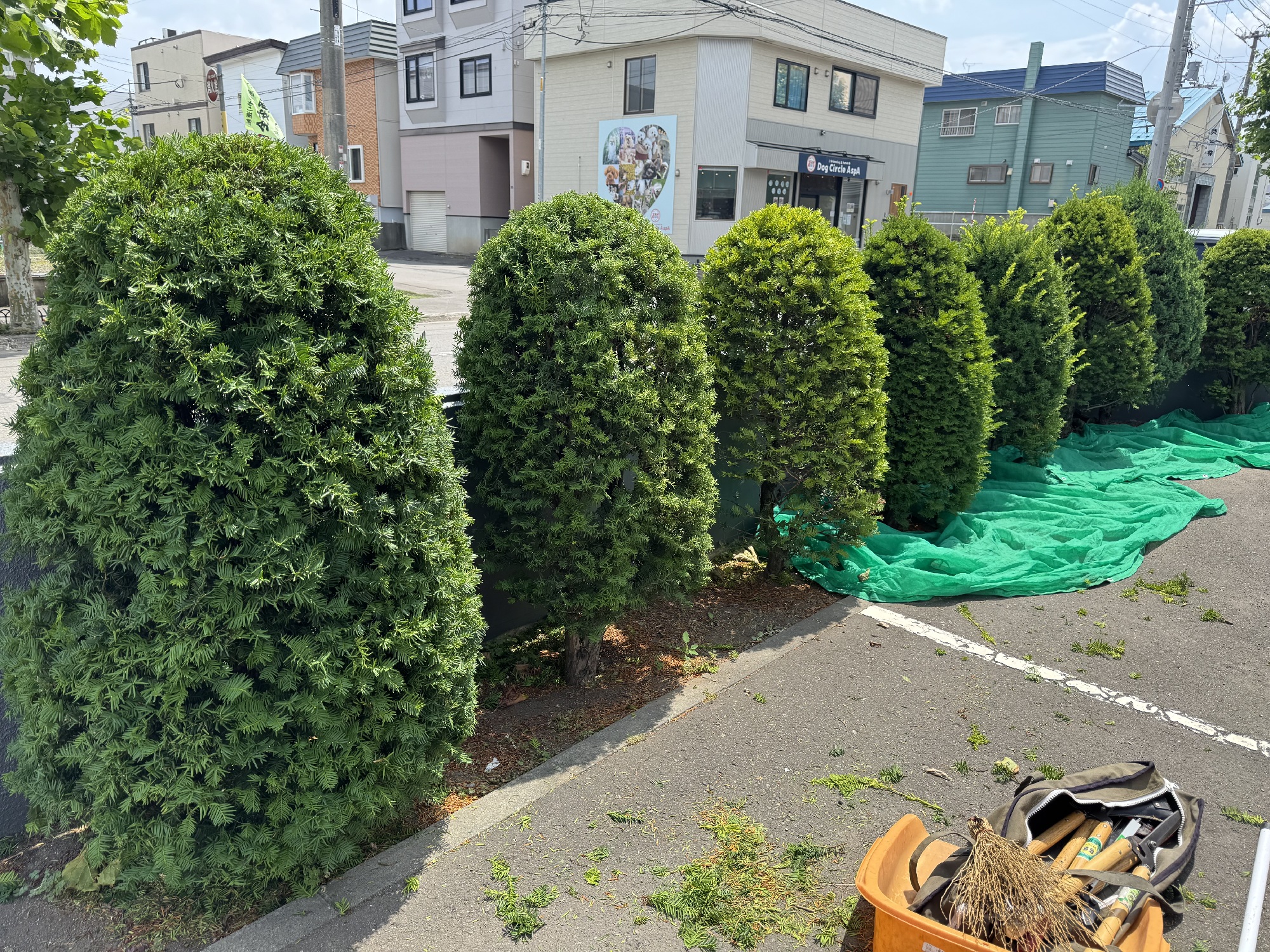 円錐形（オンコやコニファー類）の剪定前。