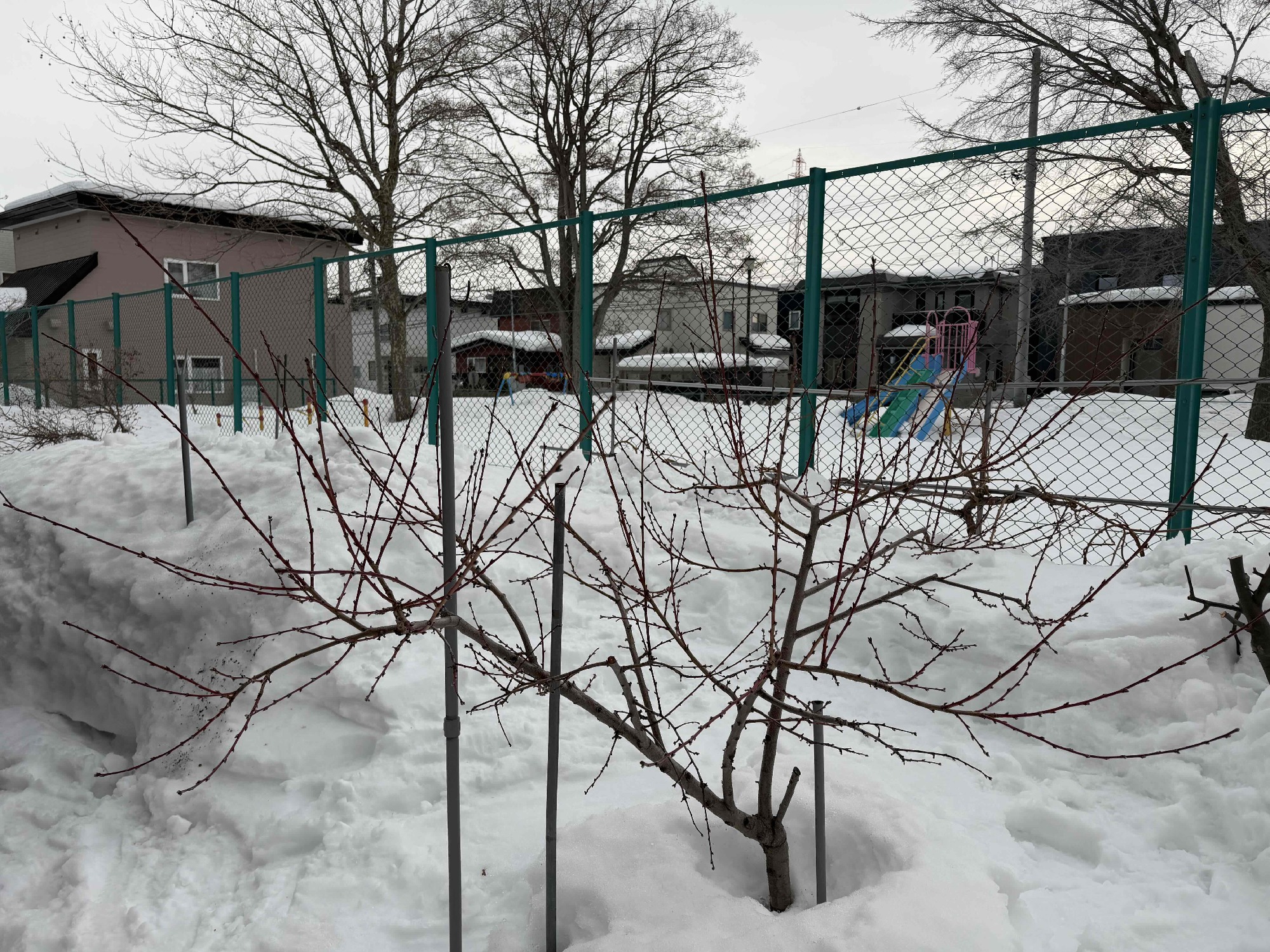 ももの木の剪定前（札幌）。