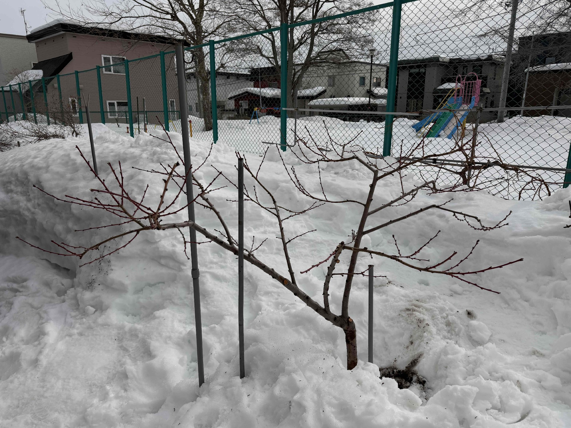 ももの木の剪定後（札幌）。