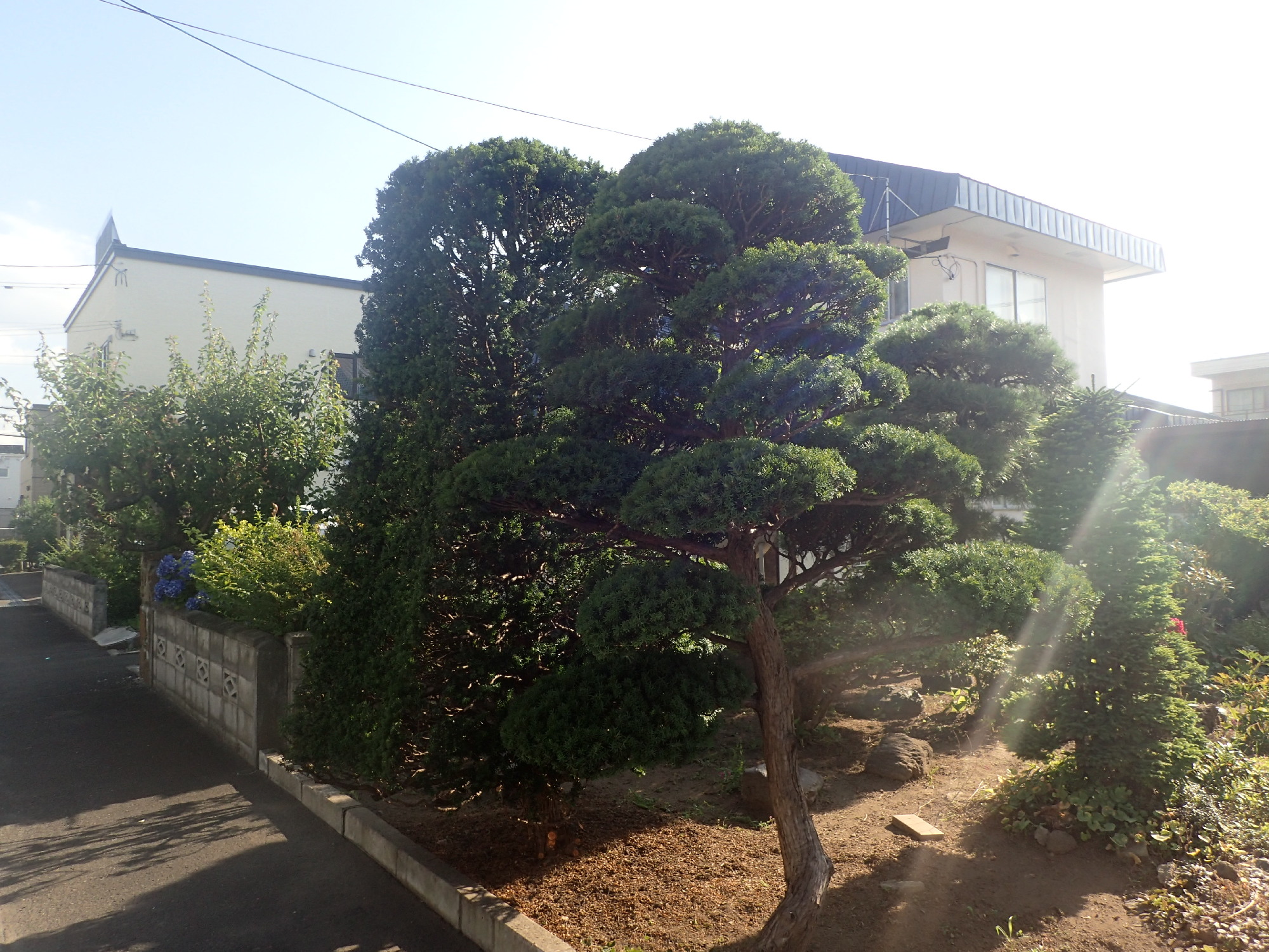オンコ（イチイ）の剪定後。