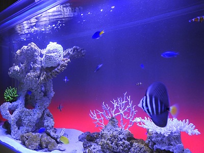 あなたは、魚を見ている側でしょうか。