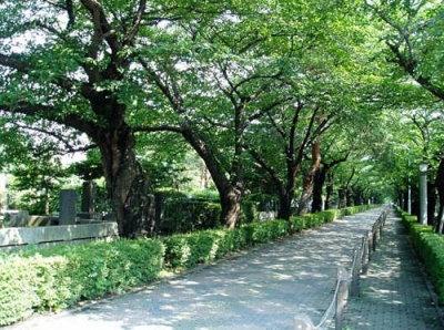 園内の桜並木/青山霊園