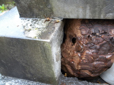 カロート内にスズメバチの巣