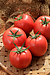加西産トマト