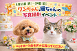 家族の一員、ちゃんと写そう