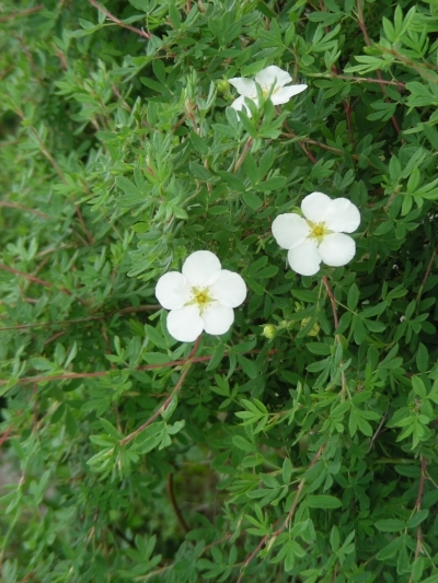 可憐な白花