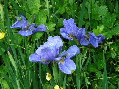 あざやかな紫の花です