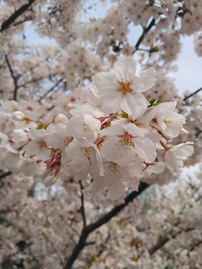 神戸生田川の桜