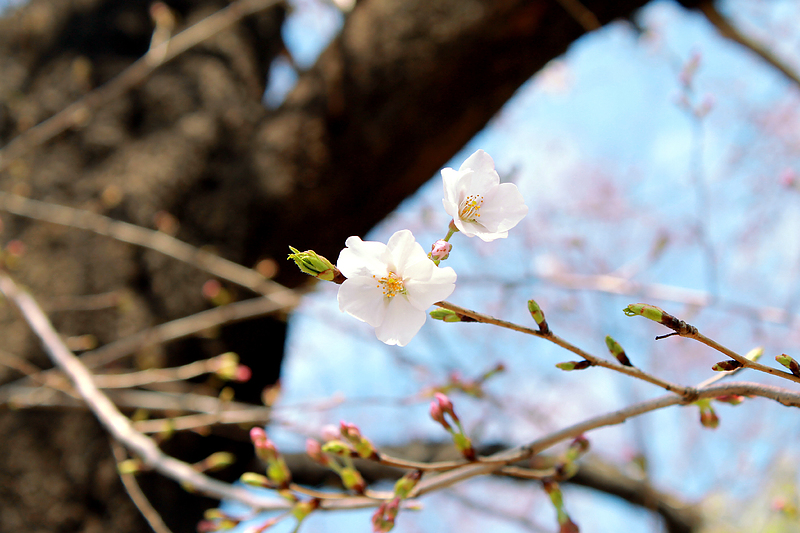 sakura