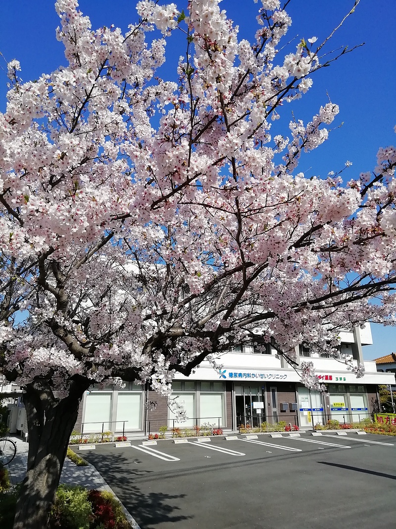 sakura