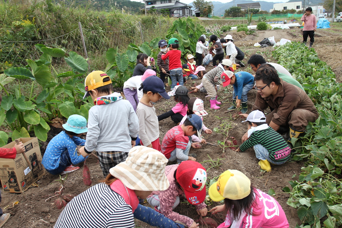 幼稚園児を招待していもほり