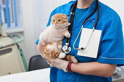動物病院で診察される猫