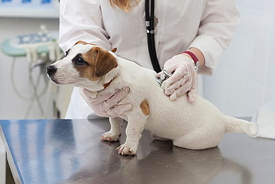 動物病院で診察される犬