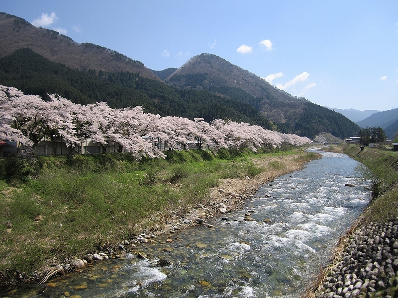 満開の桜