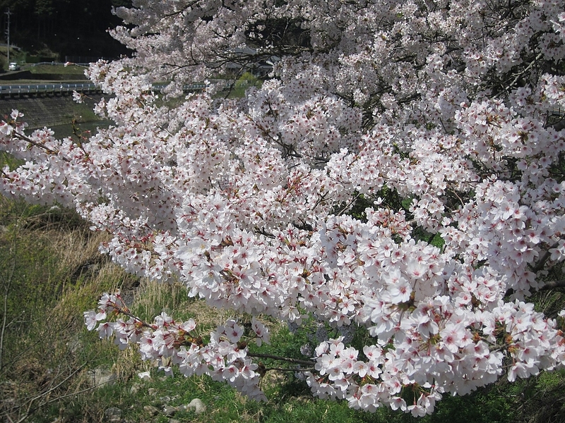 咲き誇る桜