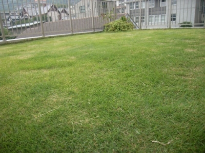 屋上庭園の芝生