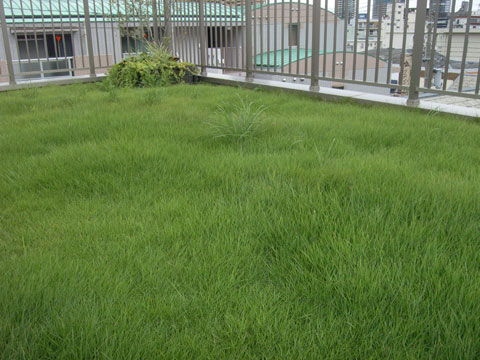 屋上緑化 屋上庭園 実際に5年住んでみました 一級建築士 浅井知彦 マイベストプロ神戸