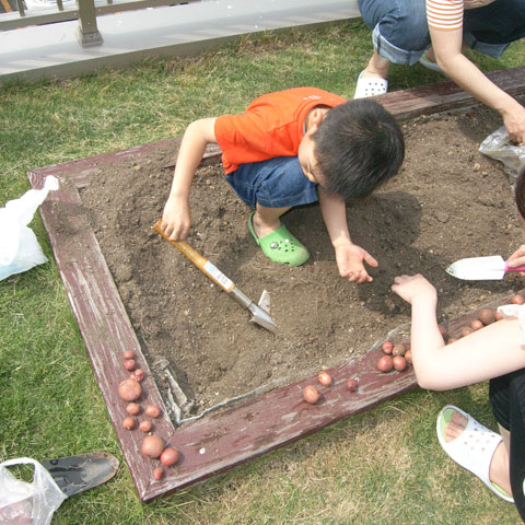 屋上菜園