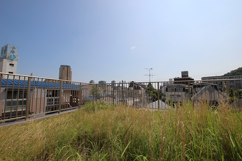 屋上庭園の雑草