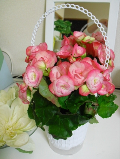 プチパマユミ　桐生さんに頂いたお花です。