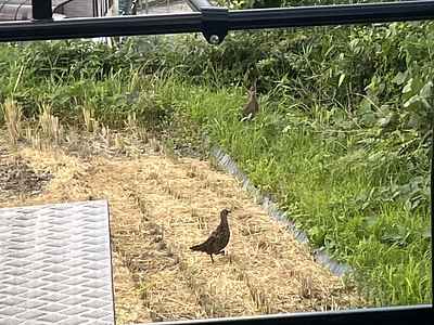 田舎暮らし