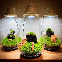 モスライト作りませんか。