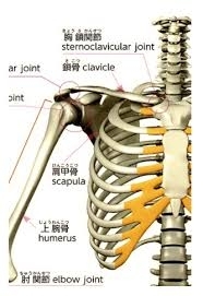 鎖骨と肩甲骨