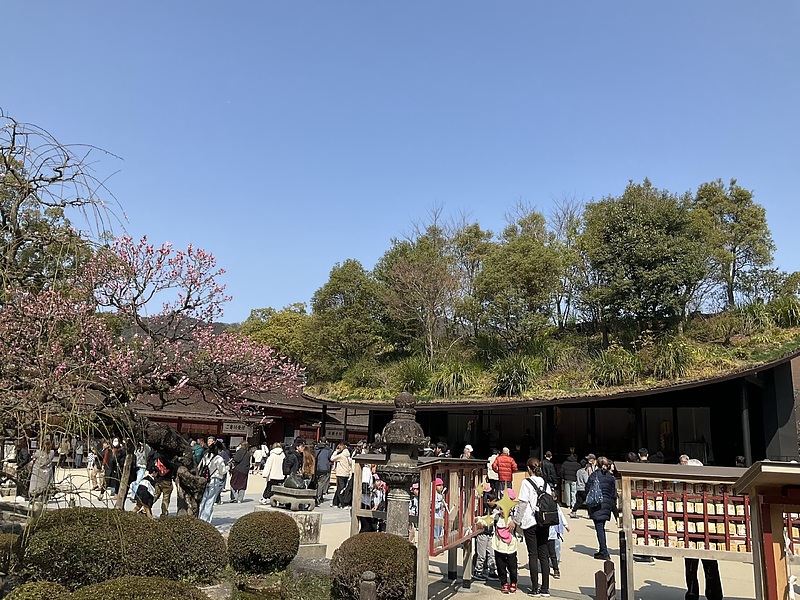 太宰府天満宮 仮殿と紅梅