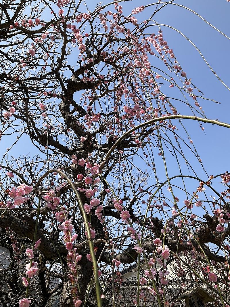 太宰府天満宮枝垂れ梅