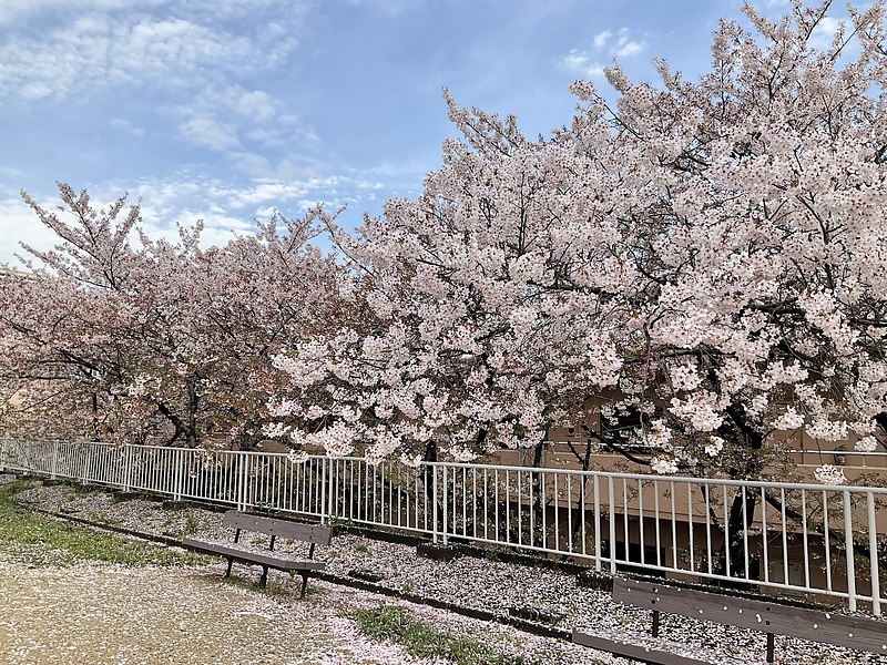 2026 桜