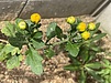 菊の節句〜旧暦九月九日〜