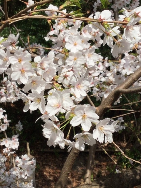 山桜