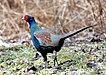 キジ・ヤマドリ養殖で失敗しないための基本と準備