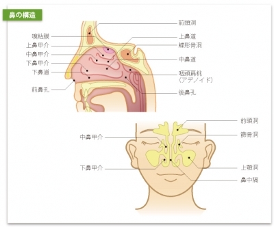 鼻の構造