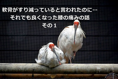 軟骨がすり減っていると言われたのに…それでも良くなった膝の痛みの話　その1