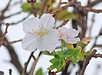 台風一過の花咲き爺さん