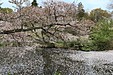 桜は散り始めても、水面は今が花見日和