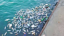 プラスチック汚染の現状　～不都合な真実・海洋での汚染度～