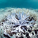 地球上からサンゴ礁が全て消えてしまう