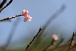 数年に一度の大寒波襲来、沖縄は桜が開花