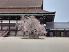京都御所・満開の左近の桜