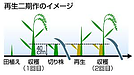 コメ不足の救世主「再生二期作」