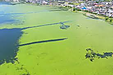異常気候で、水草(藻)が大量発生