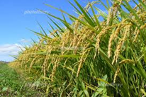 新米高値で、米屋の倒産の危機