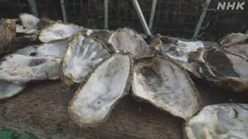 広島・養殖カキ大量死は、海水の酸欠が原因