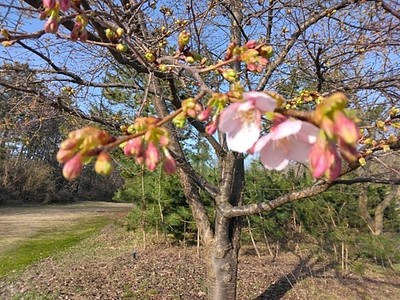 もう、春の訪れ