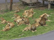 ライオンが熱中死するような、異常な酷暑