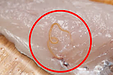 アニサキス食中毒が拡大