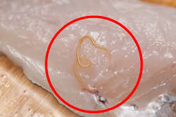 アニサキス食中毒が拡大