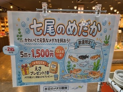 七尾のめだか